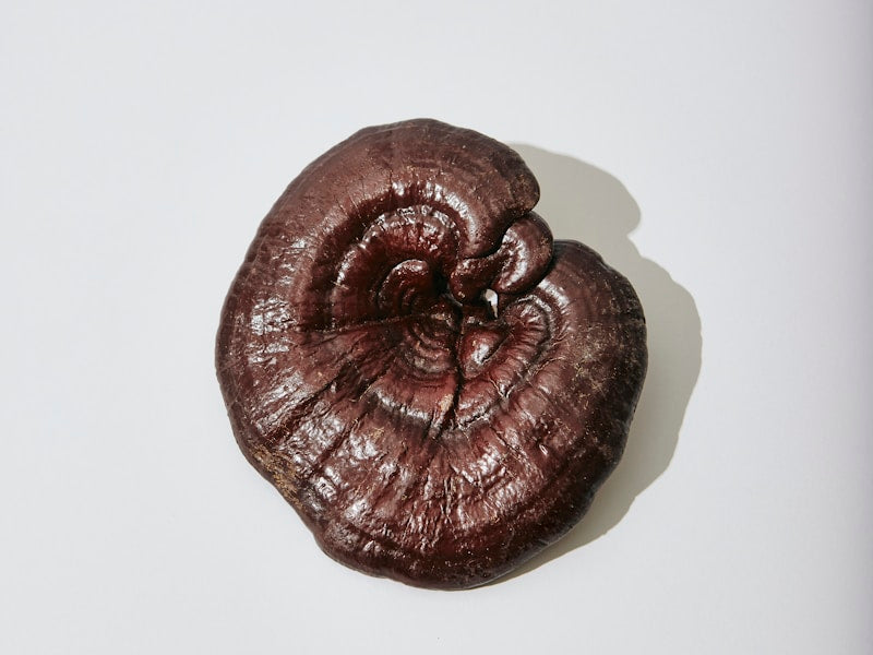 Reishi Mushroom for Deep Calm